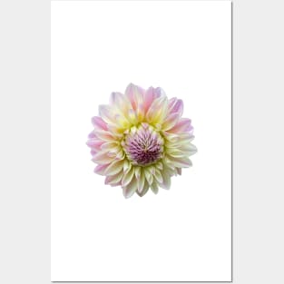 Coralie Dahlia Flower Posters and Art